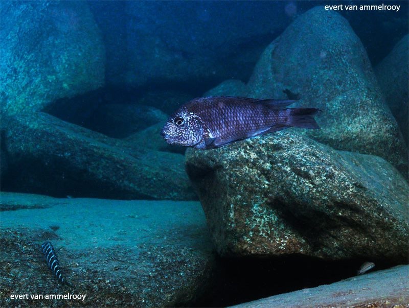 Petrochromis sp. 'texas' Mahale Mountains NP